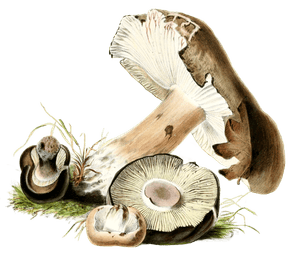 Scorched Agaric