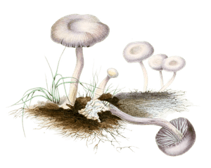 Series Leucosporus