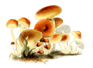 Smaller Fasciculate Agaric