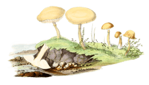 Small Yellow Scaly Agaric
