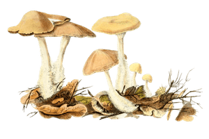 Spatterdash Agaric