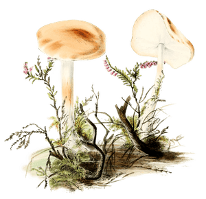 Spotted Agaric
