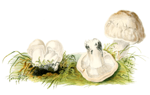 St Georges Agaric