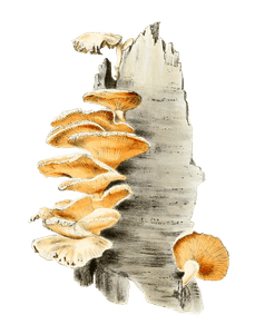 Stypic Agaric