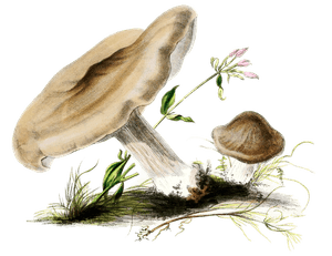 Sulcate Stemmed Agaric