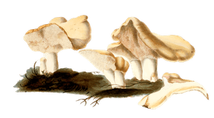 The Common Hydnum
