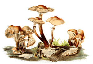Variable Stump Agaric