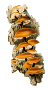 Velvet Stemmed Agaric