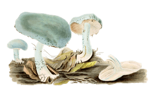 Verdigris Agaric