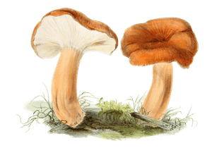 Warden Pear Agaric
