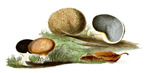 Warty Scleroderma