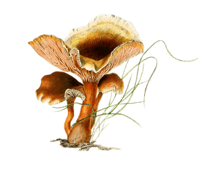 Yellowish Chanterelle