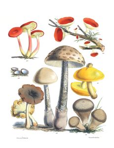 Mushroom Fungi Illustrations 17 Sarah Price