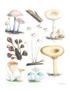 Mushroom Fungi Illustrations 10 Sarah Price