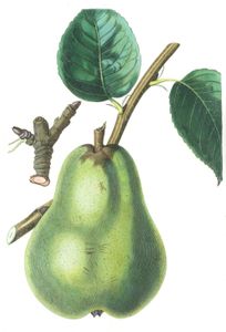 Pear 2