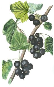 Blackberries