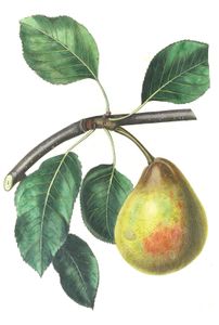 Pear