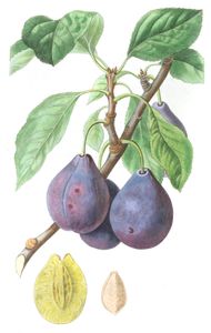 Prunes
