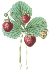 Strawberries