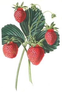Strawberries 4
