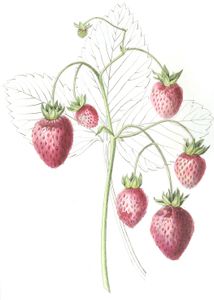 Strawberrries 3