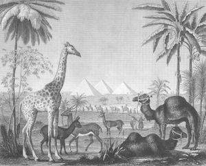 Griaffe Camels in Front of Pyramids of Egypt