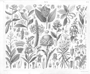 Botanical