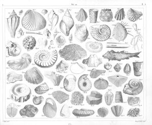 Shells 2