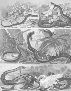 Snakes