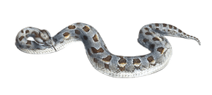 Adder Vipera Cornuta Vintage Illustration