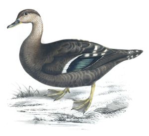 African Black Duck Anas Sparsa Copy