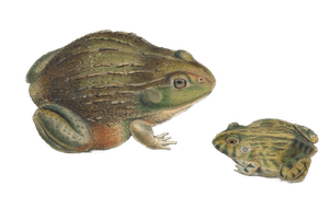 African Bullfrog Pyxocephalus Adspersus Vintage Illustration
