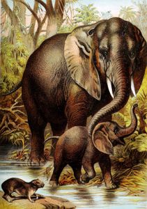 African Elephant Vintage Illustrations