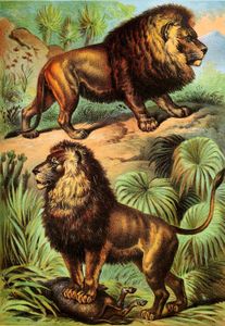 African Lion and Asiatic Lion Vintage Illustrations