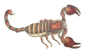 African Scorpian Vintage Illustration