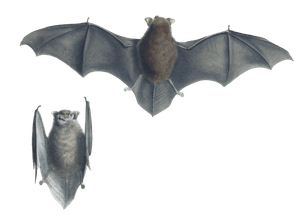 African Yellow Bat