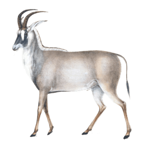 Aigoceros Equina Male
