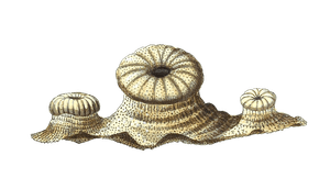 Alcyonium Mammillolum Vintage Coral Illustration