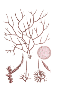 Algae Seaweed of the Southern Ocean 139 Copy