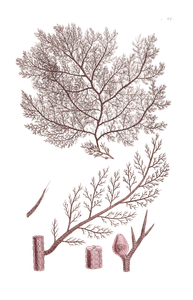 Algae Seaweed of the Southern Ocean 141 Copy