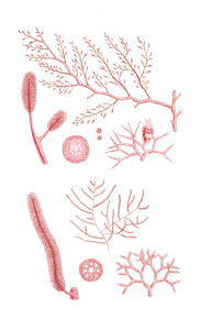 Algae Seaweed of the Southern Ocean 171 Copy