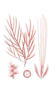 Algae Seaweed of the Southern Ocean 179 Copy
