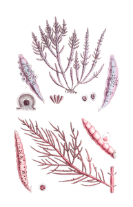 Algae Seaweed of the Southern Ocean 261 Copy