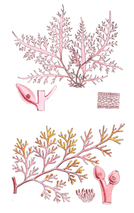 Algae Seaweed of the Southern Ocean 277 Copy
