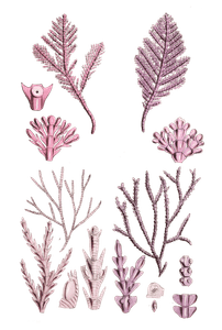 Algae Seaweed of the Southern Ocean 297 Copy
