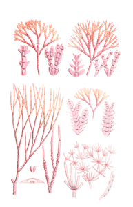 Algae Seaweed of the Southern Ocean 301 Copy