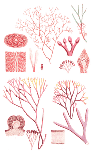 Algae Seaweed of the Southern Ocean 345 Copy