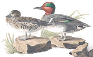 American Green Winged Teal Bird Vintage Illustrations