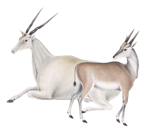 Antelope