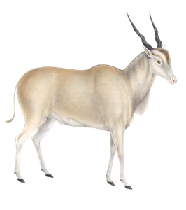 Antelope 2